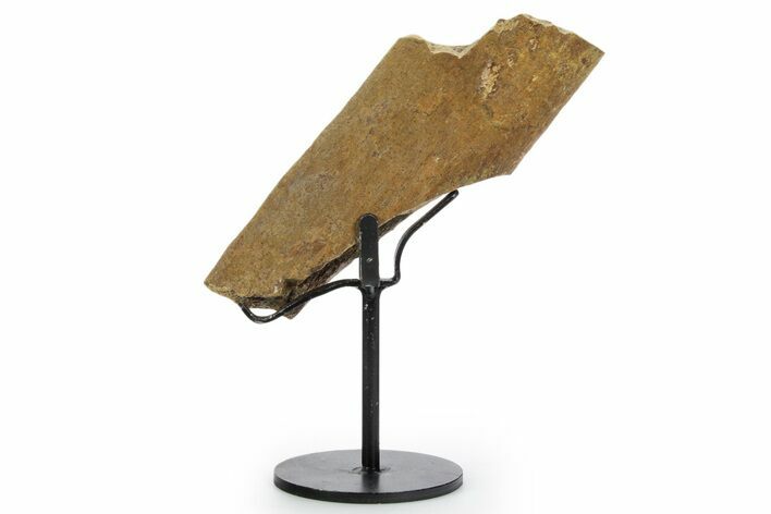 Fossil Hadrosaur Rib Section w/ Metal Stand - South Dakota #354309